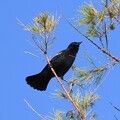 写真: Red-Winged Blackbird IV 10-28-23
