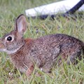 Eastern Cottontail I 11-2-23