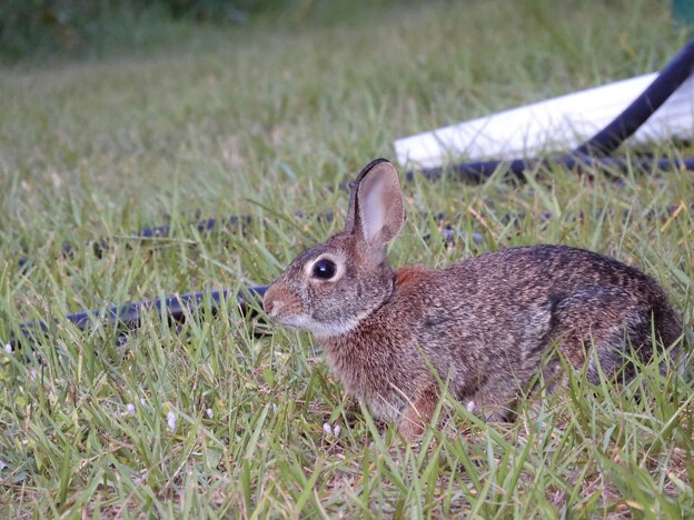Eastern Cottontail II 11-2-23