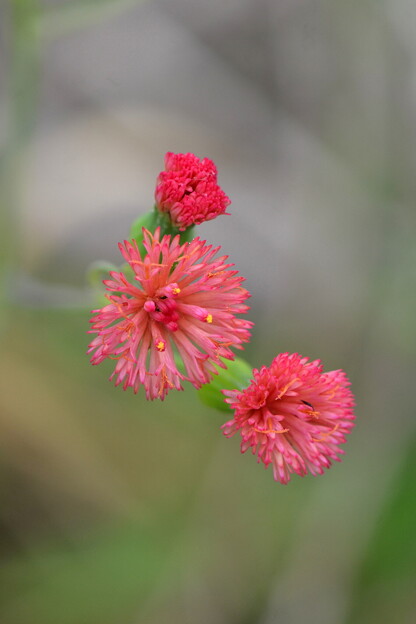 Florida Tassel-Flower 2-4-24