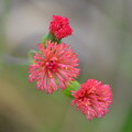 Florida Tassel-Flower 2-4-24
