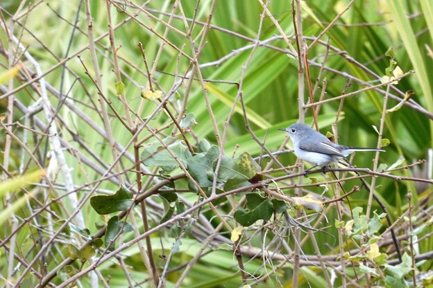 写真: Blue-gray Gnatcatcher 2-4-24