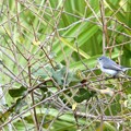 Blue-gray Gnatcatcher 2-4-24