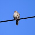 写真: Common Ground Dove I 2-20-24