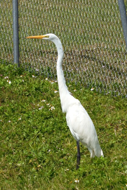 Great Egret by the Pond III 3-5-24