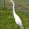 Great Egret by the Pond III 3-5-24