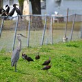 写真: Great Blue Heron_Double-Crested Cormorants_Glossy Ibises 3-5-24