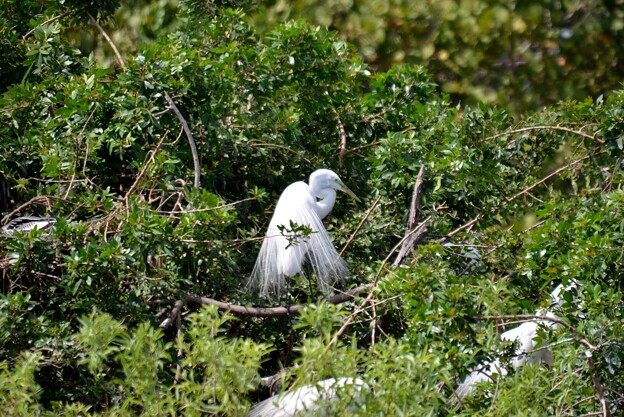写真: Great Egrets No2 3-5-24