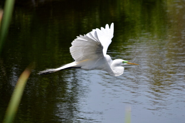 写真: Great Egret Flying IV 3-5-24