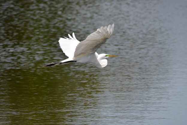 Great Egret Flying V 3-5-24