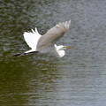 写真: Great Egret Flying V 3-5-24