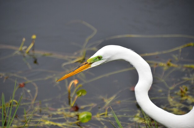 写真: Great Egret Hunting V 3-5-24