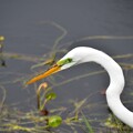 Great Egret Hunting V 3-5-24