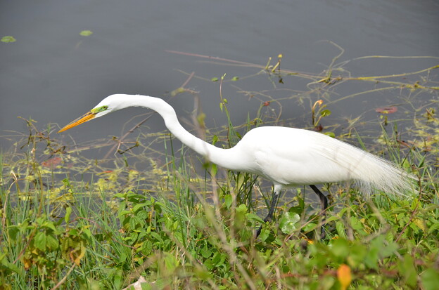 写真: Great Egret Hunting VI 3-5-24