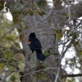 写真: Red-Winged Blackbird II 3-5-24
