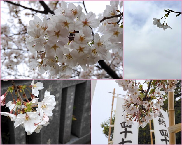 写真: 泉岳寺の桜　2024-4-4