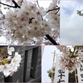 写真: 泉岳寺の桜　2024-4-4