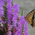 写真: 花とアゲハ蝶