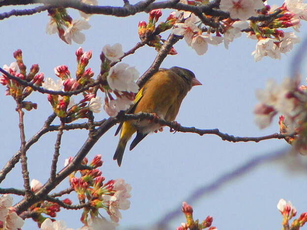 写真: 桜カワラヒワ