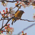 写真: 桜カワラヒワ