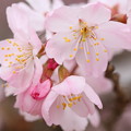 写真: 春めき桜