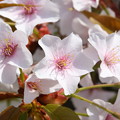 写真: 皇居 九段下の桜