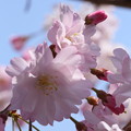 写真: 半蔵門周辺の桜