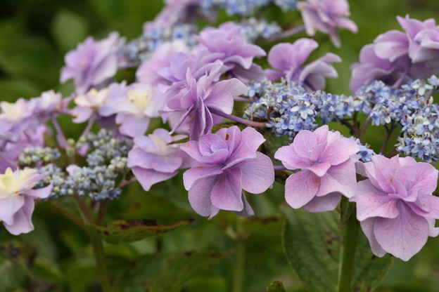 写真: 相模原北公園の紫陽花