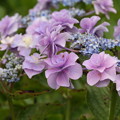 写真: 相模原北公園の紫陽花