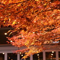 写真: 大山阿夫利神社の紅葉