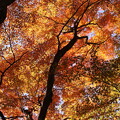 写真: 大山阿夫利神社の紅葉