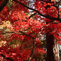 大山阿夫利神社の紅葉