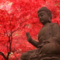 写真: 大山寺の紅葉