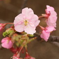 写真: 小田原城の河津桜