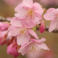 写真: 小田原城の河津桜