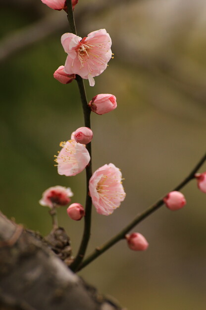 写真: 小田原城の梅