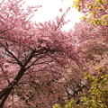 写真: 松田桜祭り