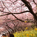 写真: 松田桜祭り