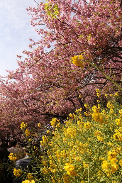 松田桜祭り
