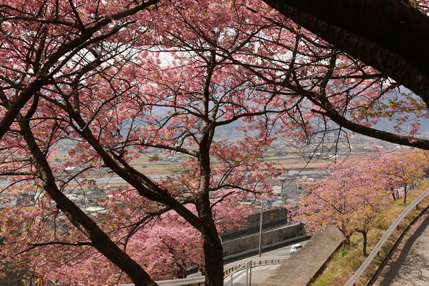 松田桜祭り