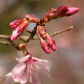 写真: 俣野別邸庭園 おかめ桜