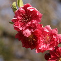 写真: 俣野別邸庭園 花桃