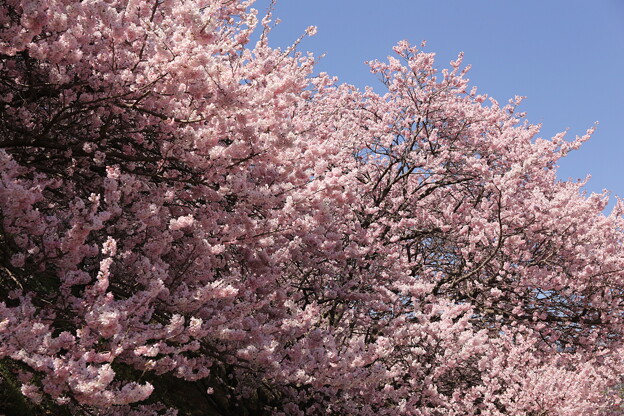 一ノ堰ハラネの春めき桜