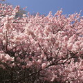 写真: 一ノ堰ハラネの春めき桜