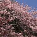 写真: 一ノ堰ハラネの春めき桜