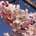 写真: 春木径・幸せ道の春めき桜