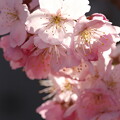 春木径・幸せ道の春めき桜