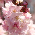 写真: 春木径・幸せ道の春めき桜
