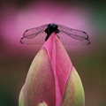 写真: 蓮池蜻蛉