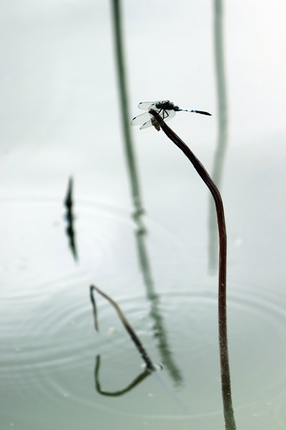 写真: 蓮池蜻蛉